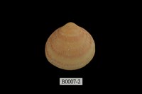 藏品(衣蚶蜊)的圖片